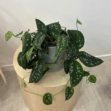 Load image into Gallery viewer, Epipremnum Treble