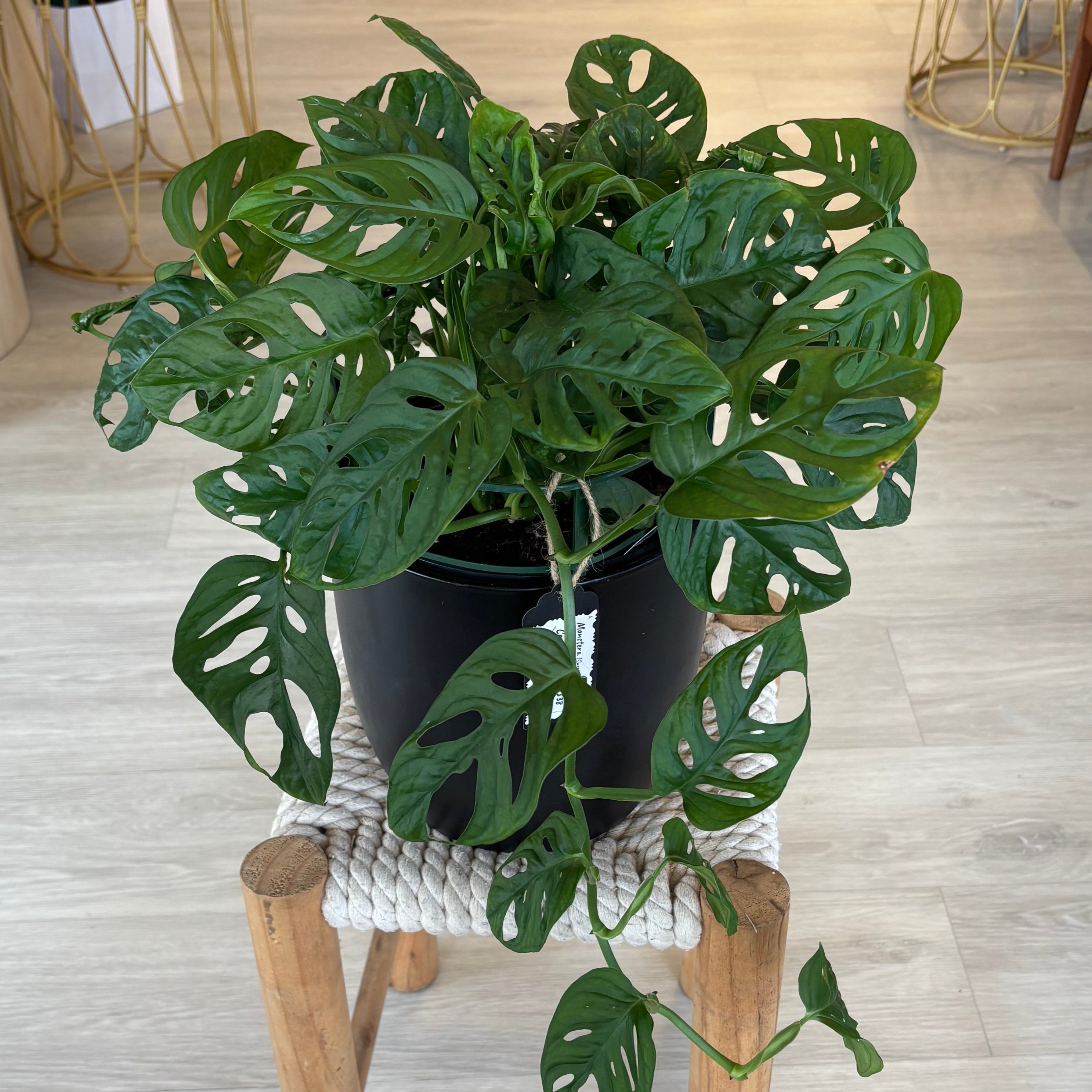 swiss cheese plant nz Swiss Cheese Plant - Monstera Adansonii 43cm in Black Pot