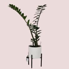 Load image into Gallery viewer, Zigzag Plant & Pot