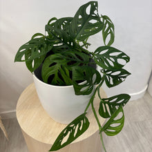 Load image into Gallery viewer, Monkey Mask ( Monstera adasonii, Swiss cheese)