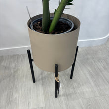 Load image into Gallery viewer, Zigzag Plant & Pot