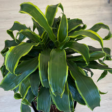 Load image into Gallery viewer, Dracaena Plant