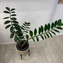 Load image into Gallery viewer, Zigzag Plant & Pot