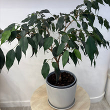Load image into Gallery viewer, Ficus Danielle - House Plant