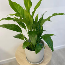 Load image into Gallery viewer, Peace Lily in Ceramic Pot