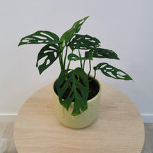 Load image into Gallery viewer, Monkey Mask ( Monstera adasonii, Swiss cheese)