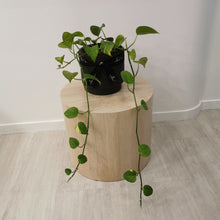 Load image into Gallery viewer, Golden Pothos Plant