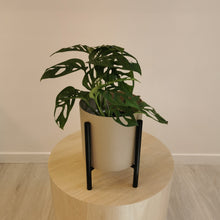 Load image into Gallery viewer, Monkey Mask ( Monstera adasonii, Swiss cheese)