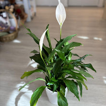Load image into Gallery viewer, Peace Lily in Ceramic Pot