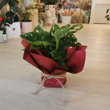 Load image into Gallery viewer, Monkey Mask ( Monstera adasonii, Swiss cheese)