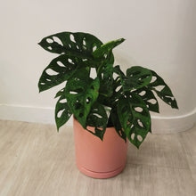 Load image into Gallery viewer, Monkey Mask ( Monstera adasonii, Swiss cheese)