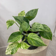 Load image into Gallery viewer, Marble Queen Pothos