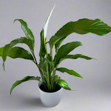 Load image into Gallery viewer, Peace Lily in Ceramic Pot