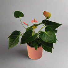 Load image into Gallery viewer, Pink Anthurium