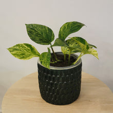 Load image into Gallery viewer, Marble Queen Pothos
