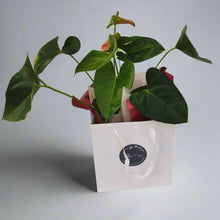 Load image into Gallery viewer, Pink Anthurium