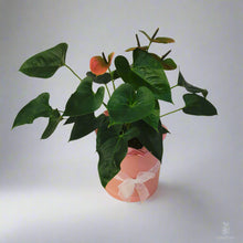 Load image into Gallery viewer, Pink Anthurium