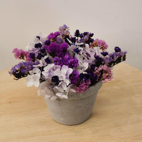 Midnight Bloom - Tiny Pot