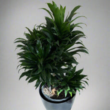 Load image into Gallery viewer, Dracaena Janet Craig - 4 heads
