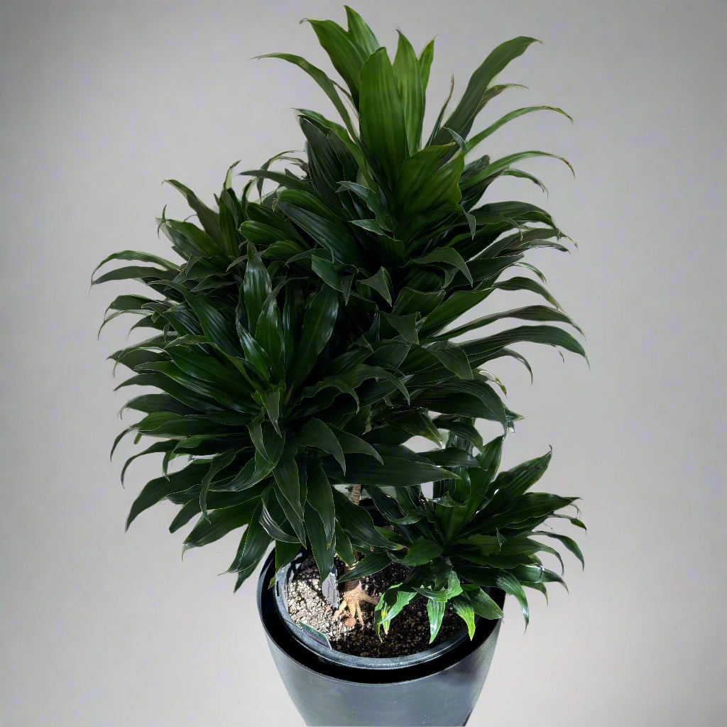 Dracaena Janet Craig - 4 heads