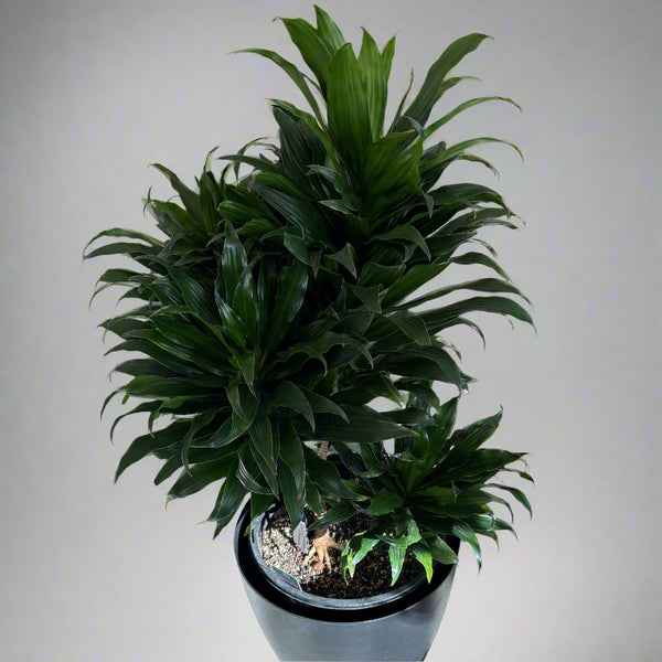 Dracaena Janet Craig - 4 heads