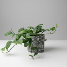 Load image into Gallery viewer, Clerodendrum Thomsoniae - Shade Lover
