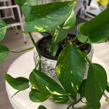 Load image into Gallery viewer, Pothos in Stone Pot
