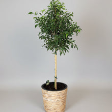 Load image into Gallery viewer, Topiary Ficus with Pot – 1m Indoor Statement Plant
