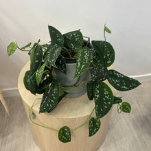 Load image into Gallery viewer, Epipremnum Treble
