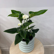 Load image into Gallery viewer, White Anturium in Ceramic Pot
