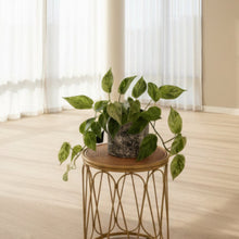 Load image into Gallery viewer, Marble Queen Pothos
