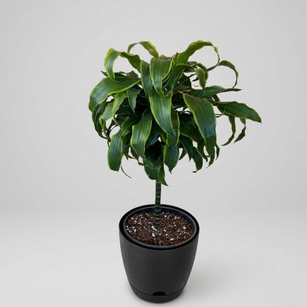 Dracaena Plant