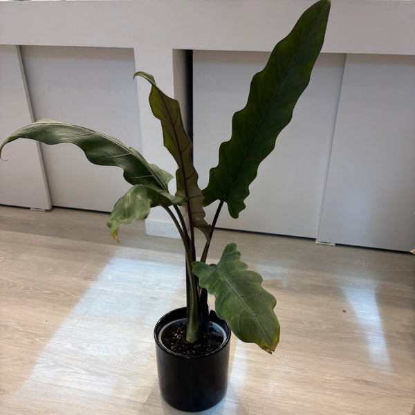 Alocasia Lauterbachiana - Indoor House Plant
