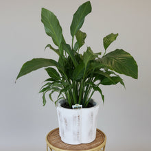 Load image into Gallery viewer, Peace Lily in Ceramic Pot
