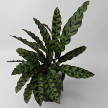 Load image into Gallery viewer, Rattlesnake plant (Goeppertia insignia) in Black Ceramic Pot
