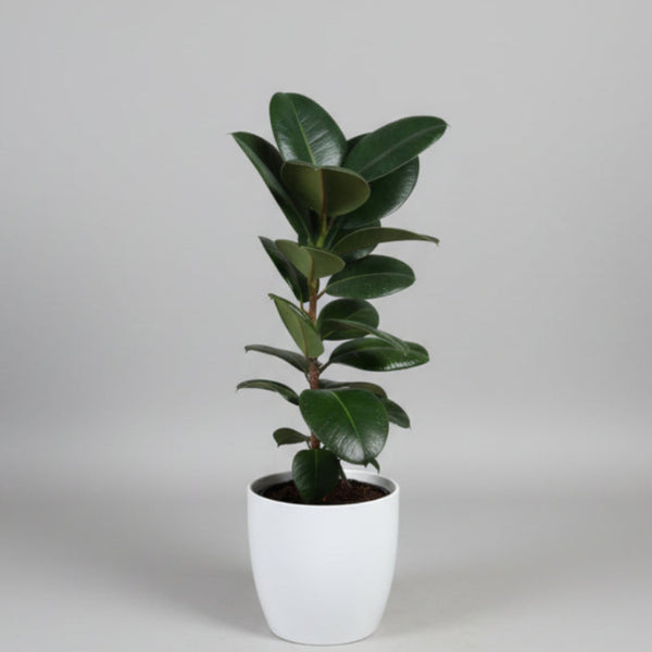 Rubber Plant (Ficus Elastica) - Indoor House Plant