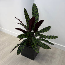 Load image into Gallery viewer, Rattlesnake plant (Goeppertia insignia) in Black Ceramic Pot
