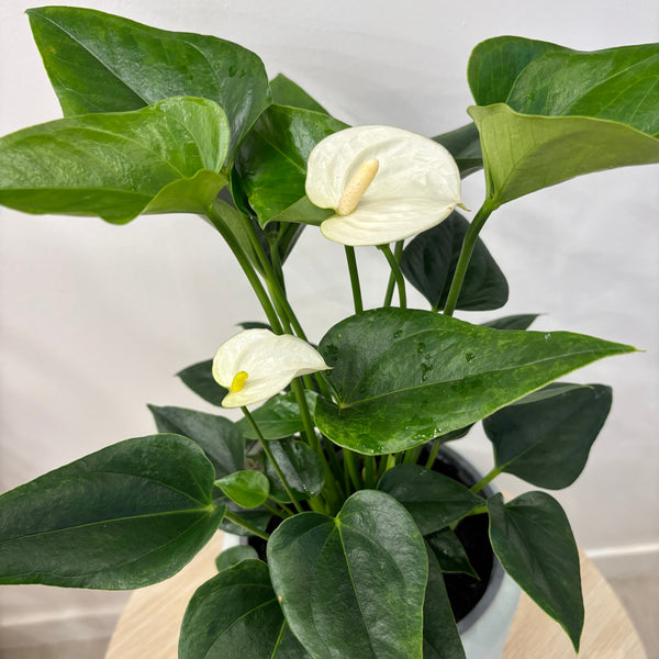 White Anturium in Ceramic Pot