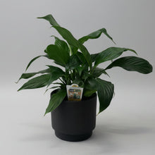Load image into Gallery viewer, Peace Lily in Ceramic Pot
