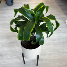 Load image into Gallery viewer, Dracaena in Metal Pot with Stand
