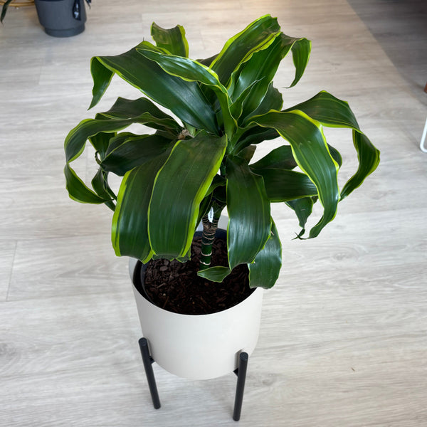 Dracaena in Metal Pot with Stand