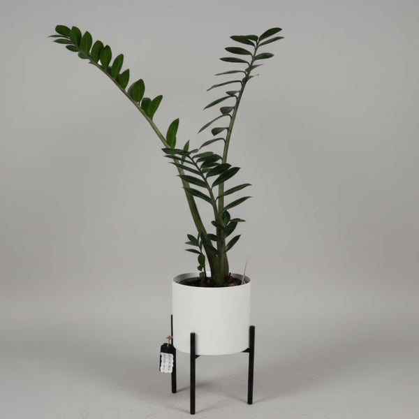 Zigzag Plant & Pot