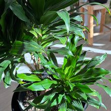 Load image into Gallery viewer, Dracaena Janet Craig - 4 heads
