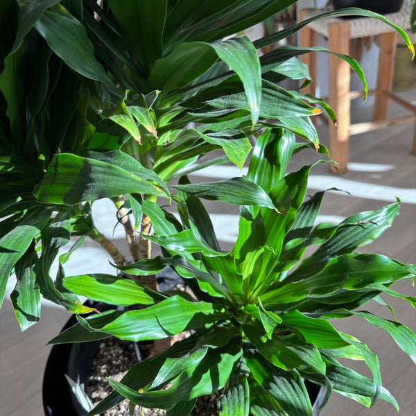 Dracaena Janet Craig - 4 heads