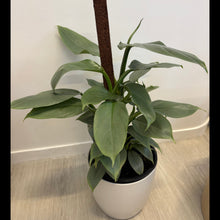 Load image into Gallery viewer, Silver Arrow in Ceramic White Pot
