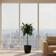 Load image into Gallery viewer, Dracaena Plant - 1.1m Tall

