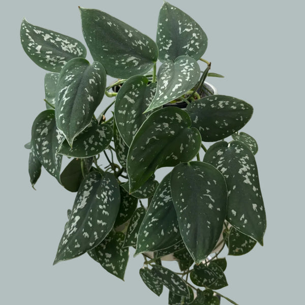 Epipremnum Treble