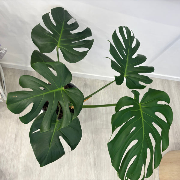 Monstera Deliciosa In a White Metal Pot 80cm