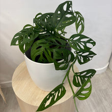 Load image into Gallery viewer, Monkey Mask ( Monstera adasonii, Swiss cheese)

