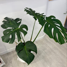 Load image into Gallery viewer, Monstera Deliciosa In a White Metal Pot 80cm
